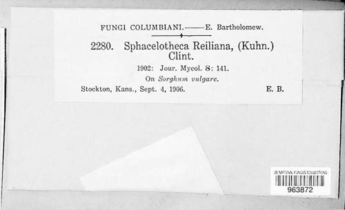 Sporisorium reilianum image